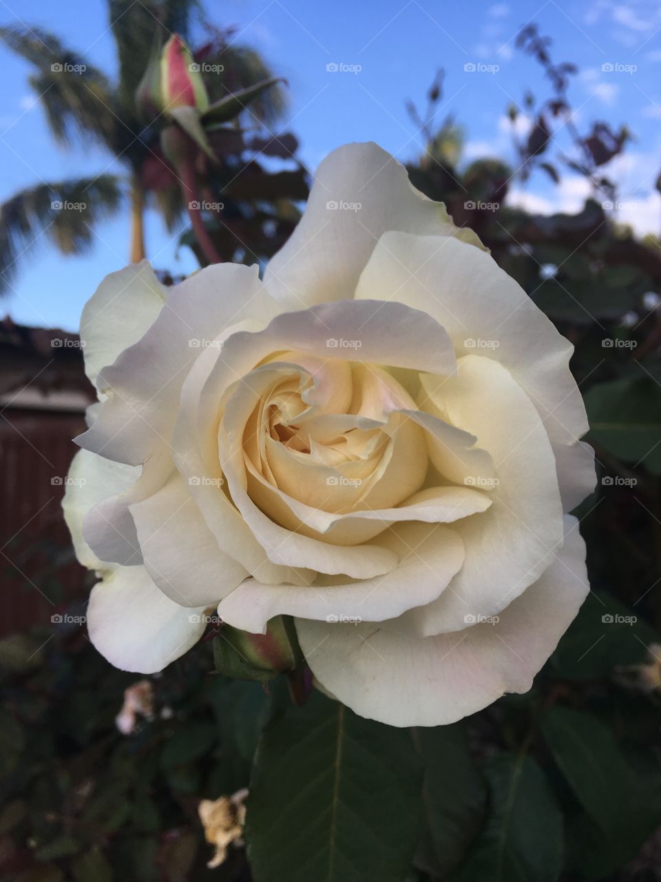 🇧🇷 Curtindo flores do jardim (sem filtros de fotografia). E a nossa roseira? Esse botão de rosa, cor creme, é demais! 
🇺🇸 Enjoying the beauty of our garden flowers (no photo filters). Did you like our rose bush? This cream-colored rosebud is awesome!
