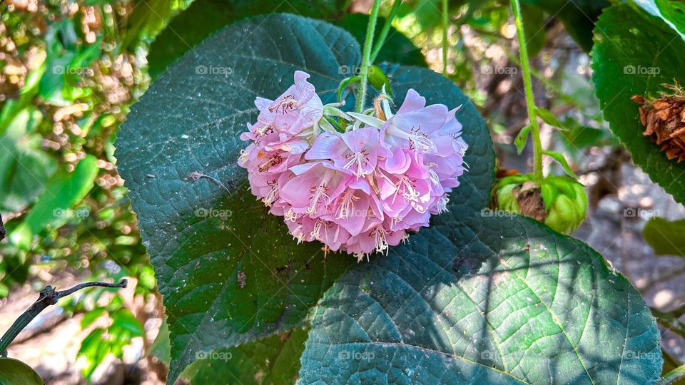 melliferous pink flower