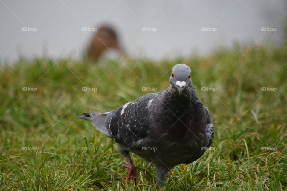 Close up on a pigeon 