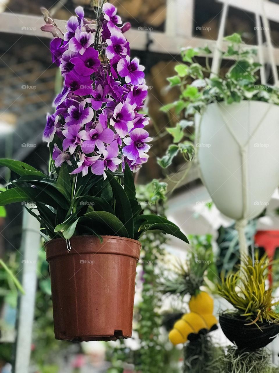 Orchid plant in hanging pot