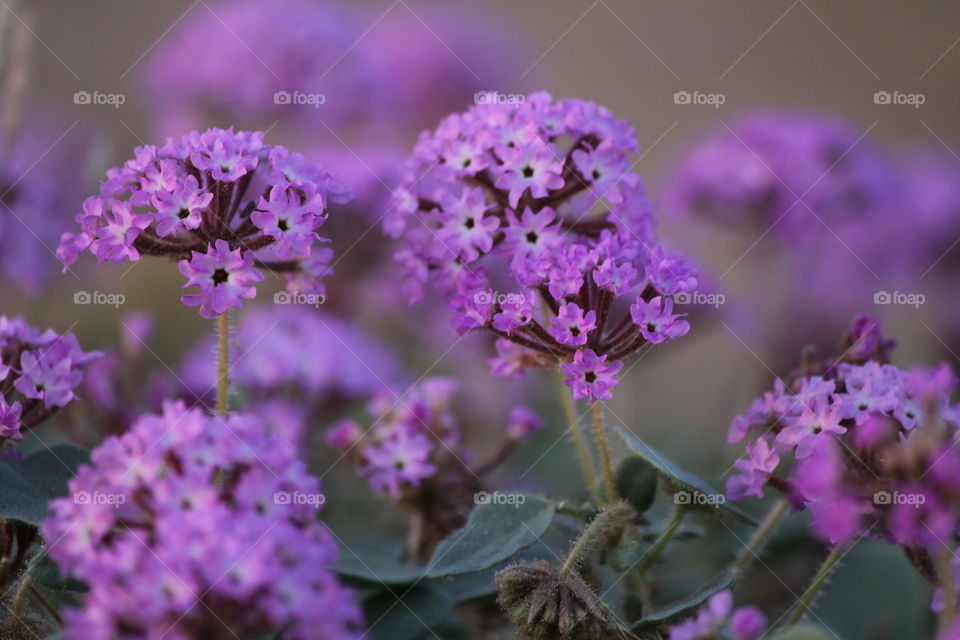 Mojave Wildflowers