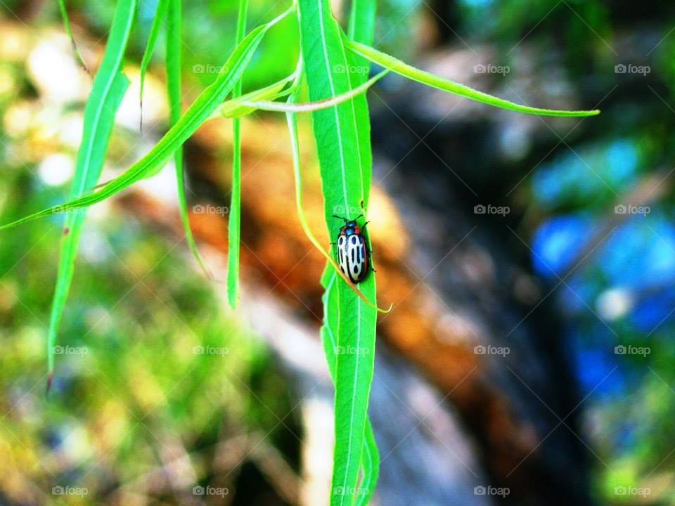 Lovely Ladybug