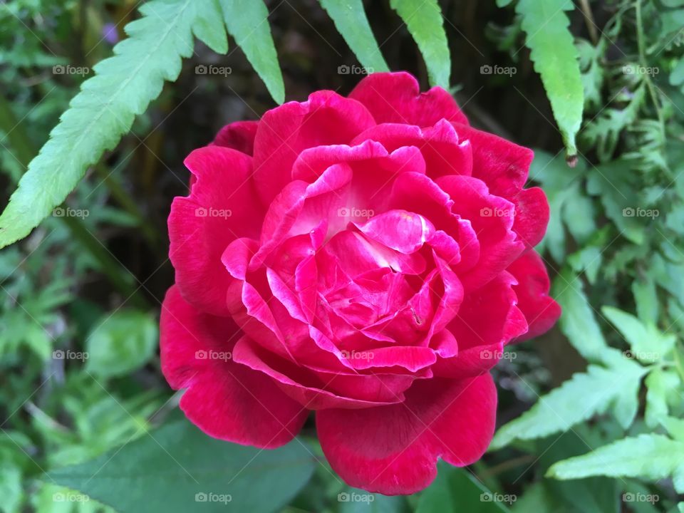 Lokelani Hawaiian rose