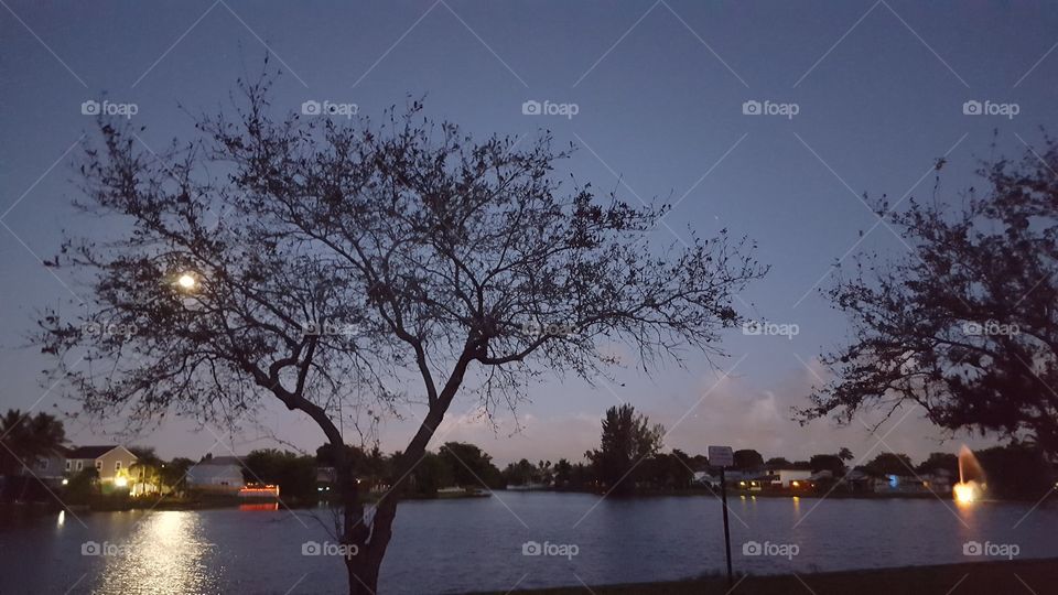 Tree Lake