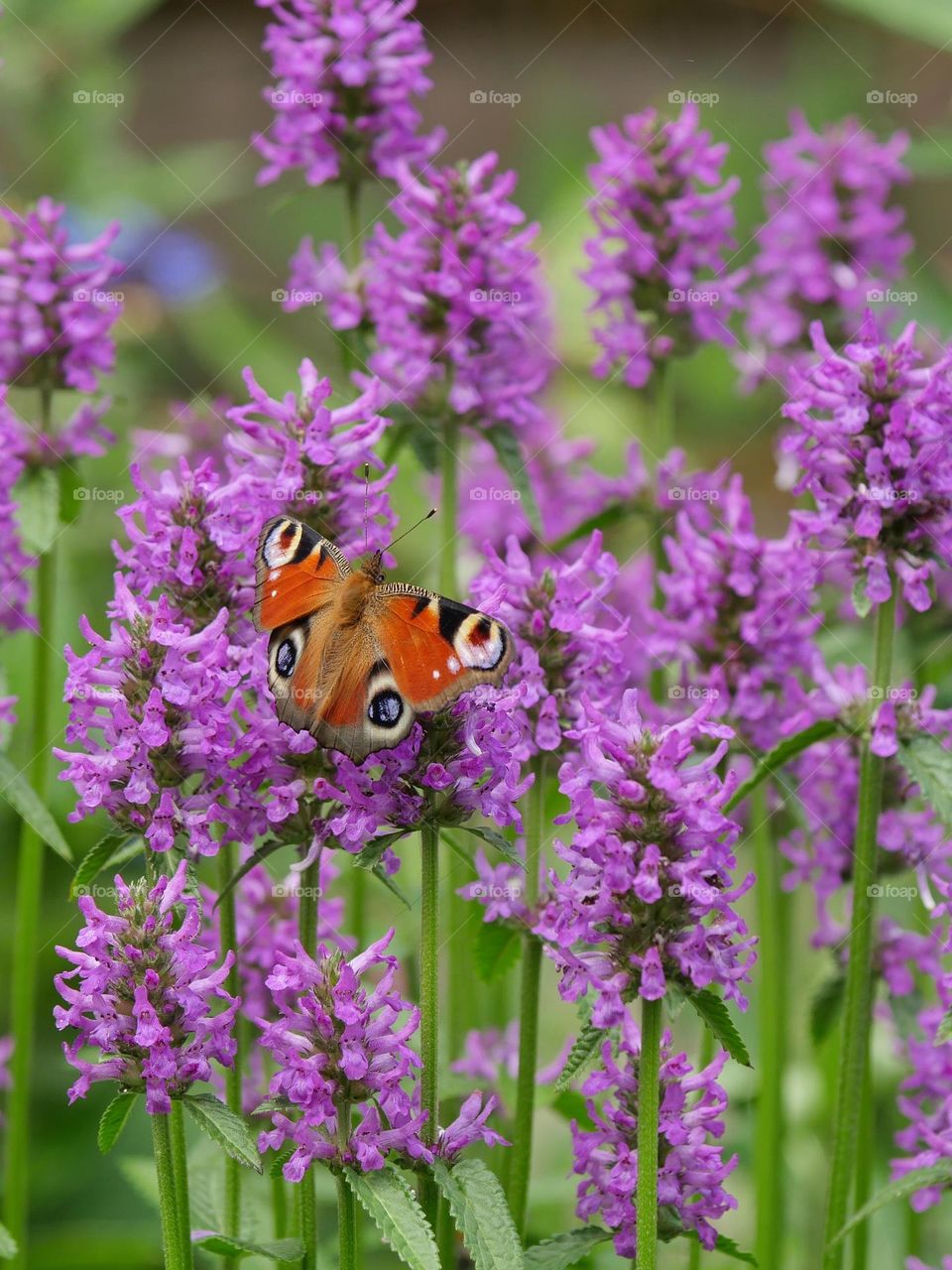 European peacock butterfly searching for nectar on purple flowers