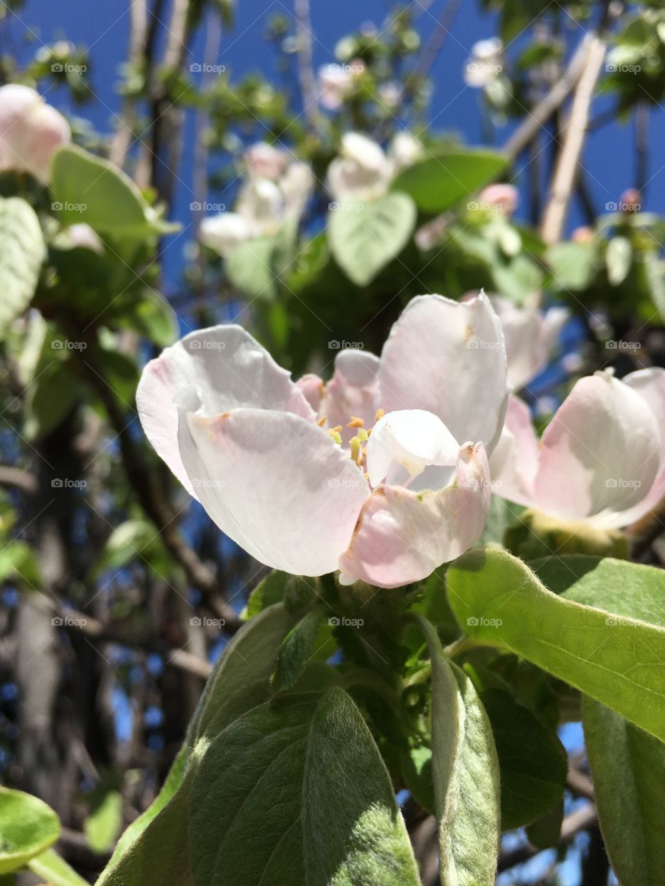 Quince fruit tree blossoms, buds, leaves