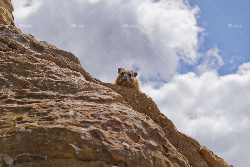 Cape rock hyrax ground view