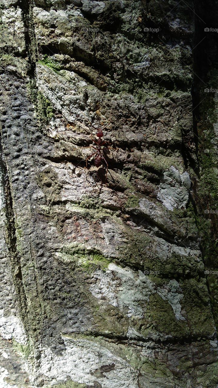 Ant on the tree