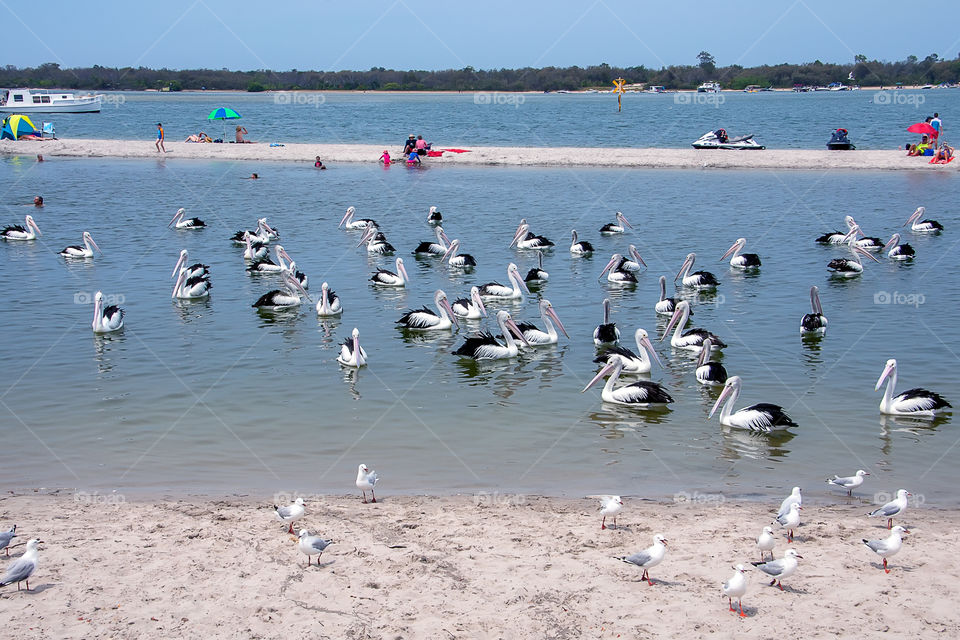 Pelicans in the water with people, Australia beach Labrador