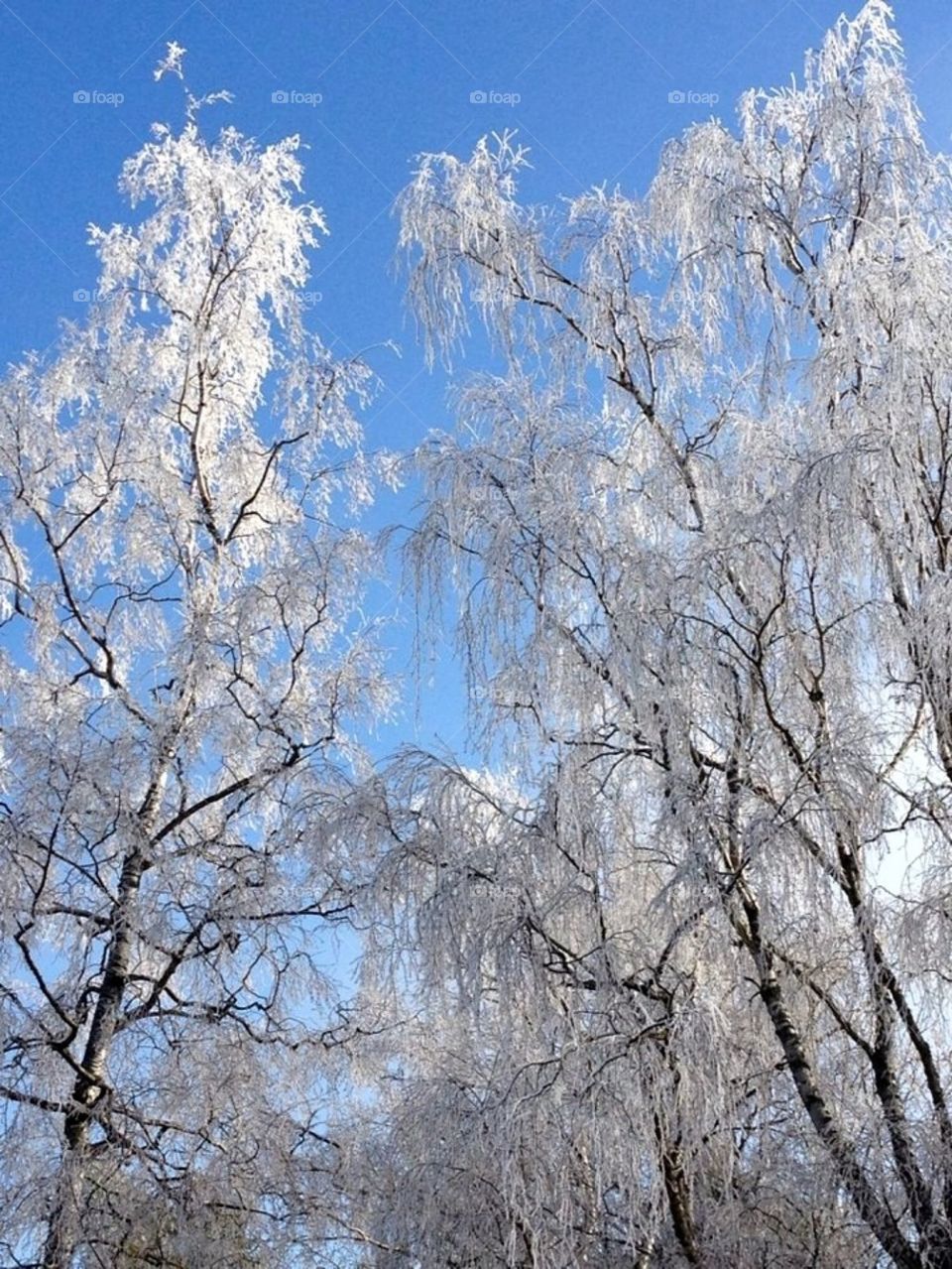 Wintertrees