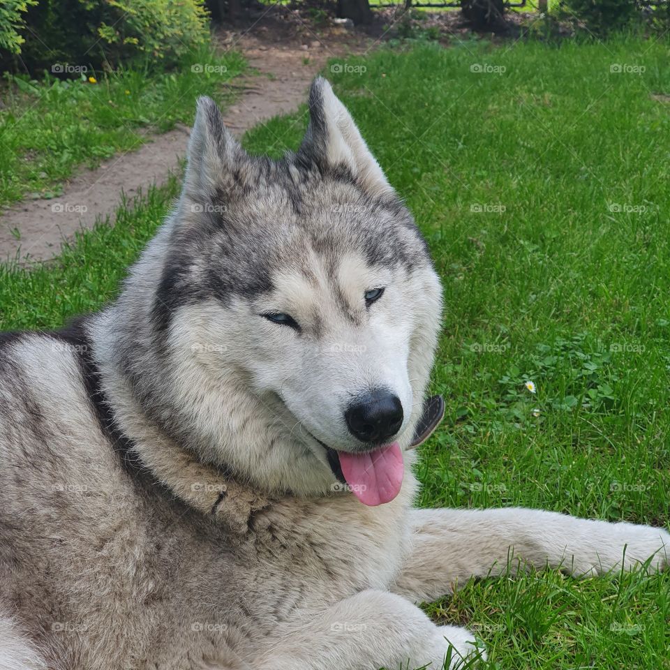 Husky dog is happy and chill with beautyfull day