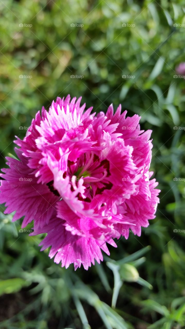 my Dianthusis 2015. comes back twice a year