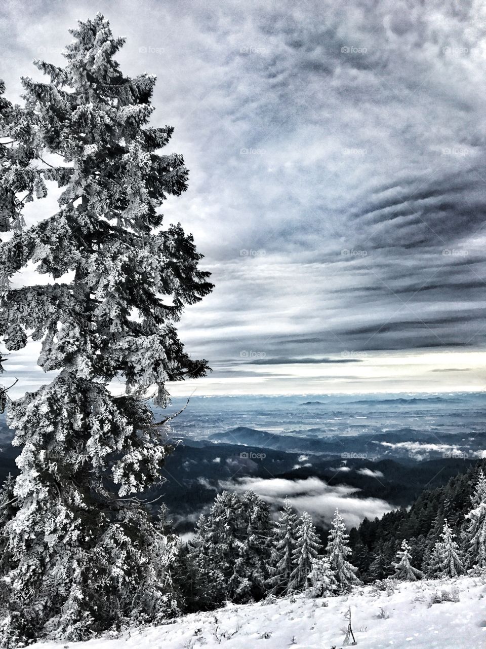 Frozen trees and mountain against cloudy sky