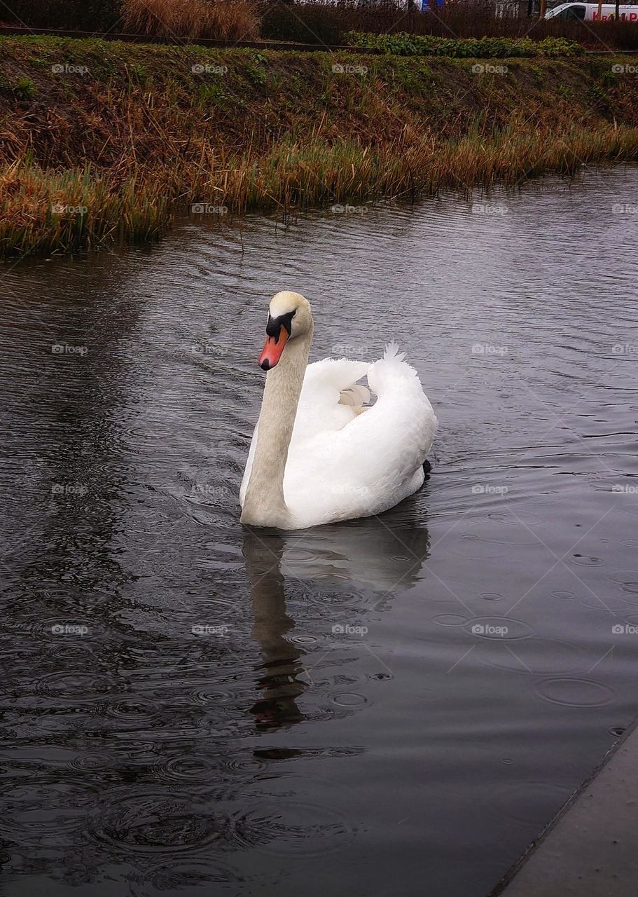 Swan