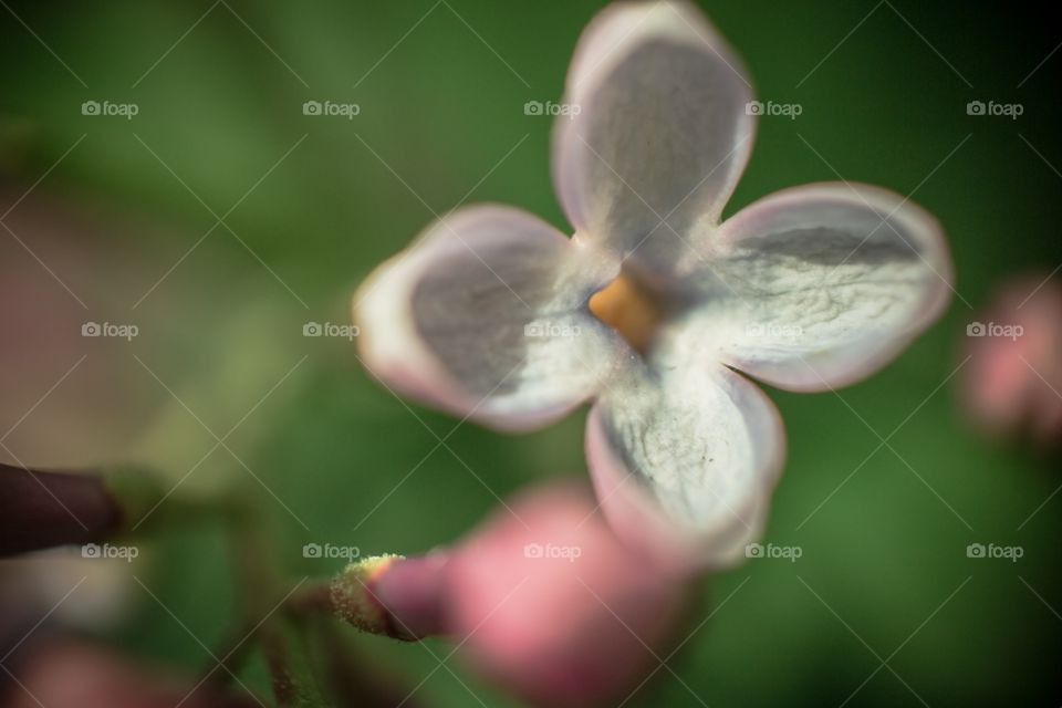 White flower in macro shot