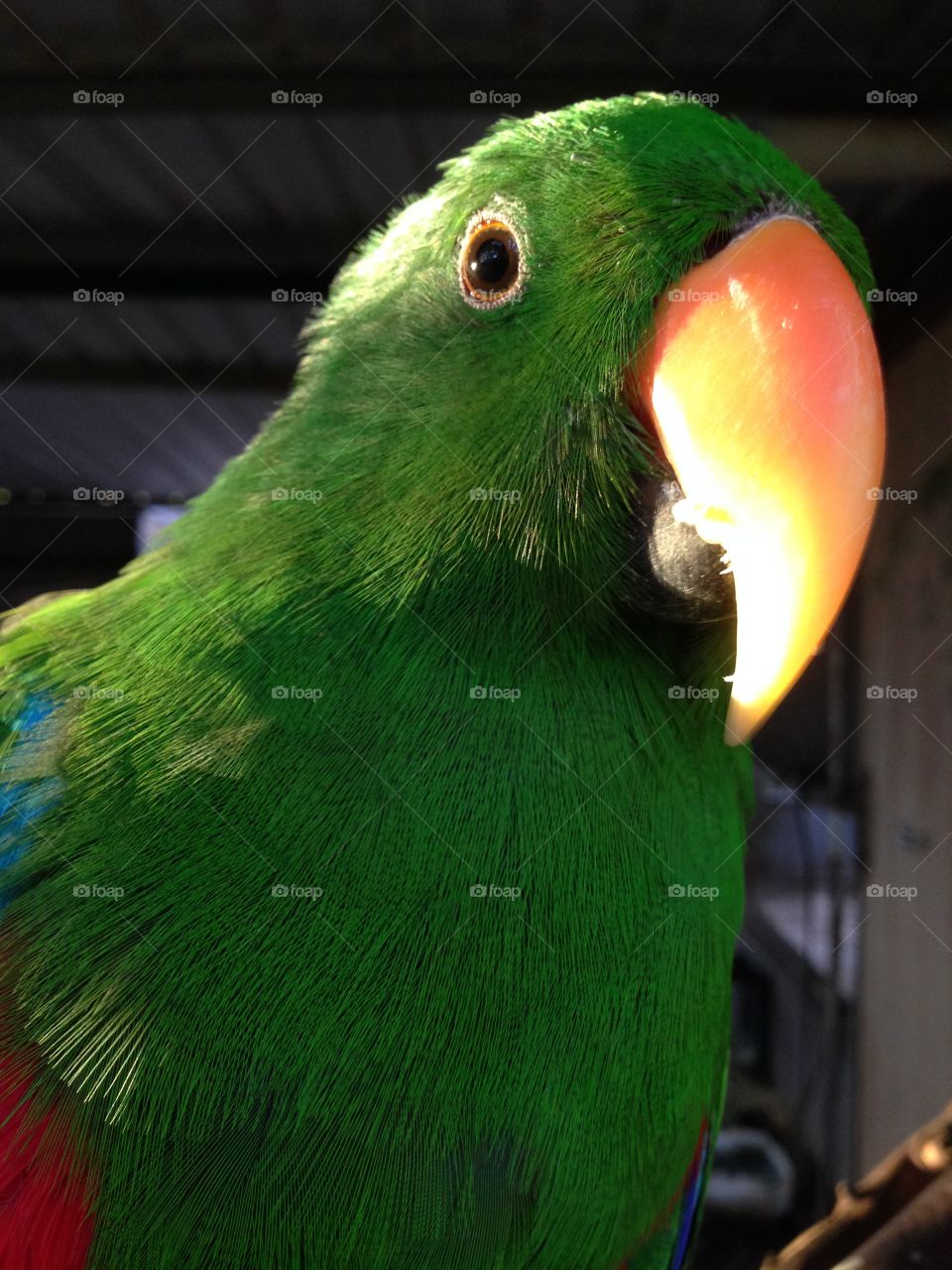 Parrot closeup. Parrot closeup, south Australia
