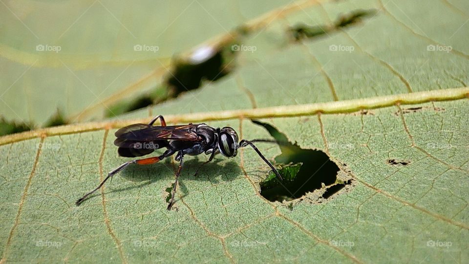 Insect checking out a hole on a leaf, surprised insect, insect got a surprise hideout, flying insects, curious insects