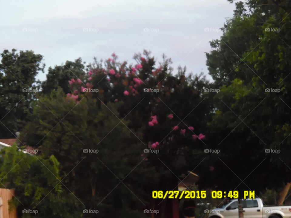 mother's Craig Myrtle. This is a picture of a beautiful tree 🎄 called a Craig Myrtle. The pink flowers 💐 are used for mums