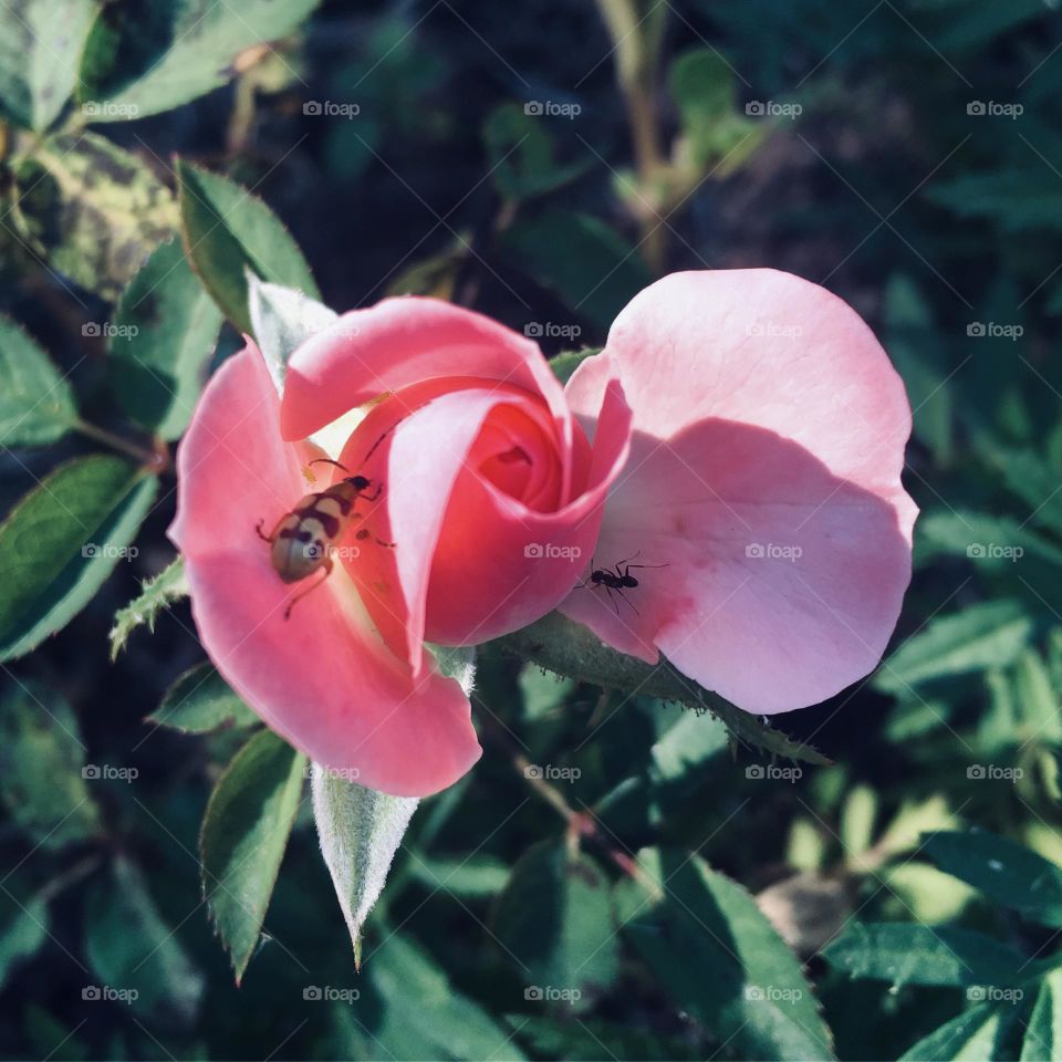 🌹 🇺🇸 Very beautiful flowers to brighten our day.  Live nature and its beauty. Did you like the delicate petals? / 🇧🇷 Flores muito bonitas para alegrar nosso dia. Viva a natureza e sua beleza. Gostaram das pétalas delicadas? 