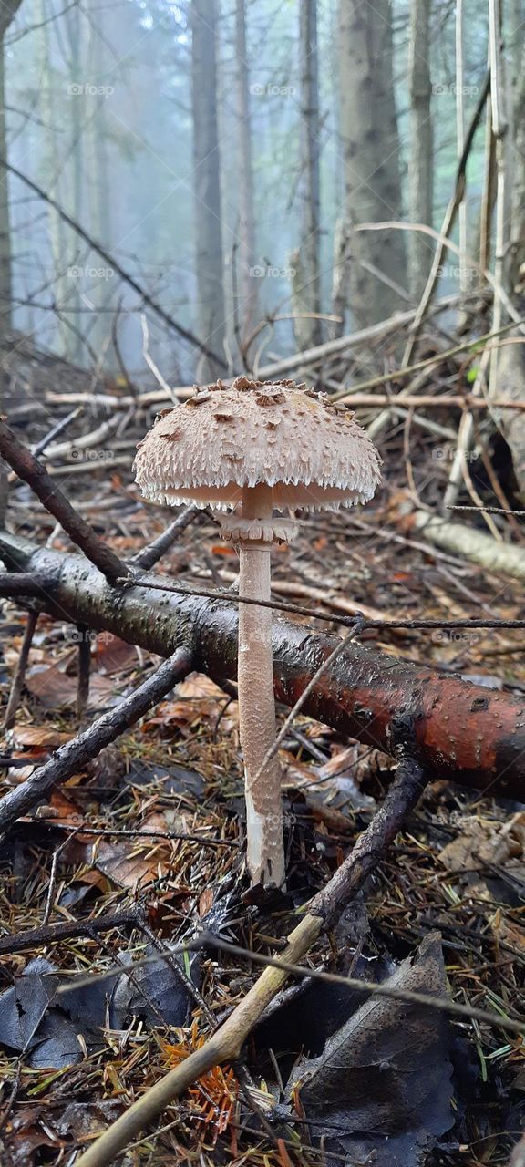 rain mushroom