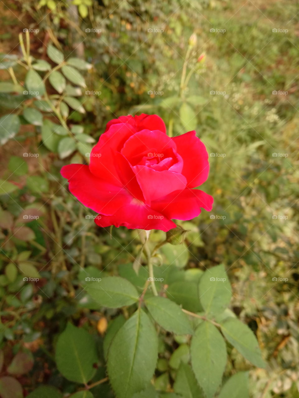 beautiful rose capture by vj