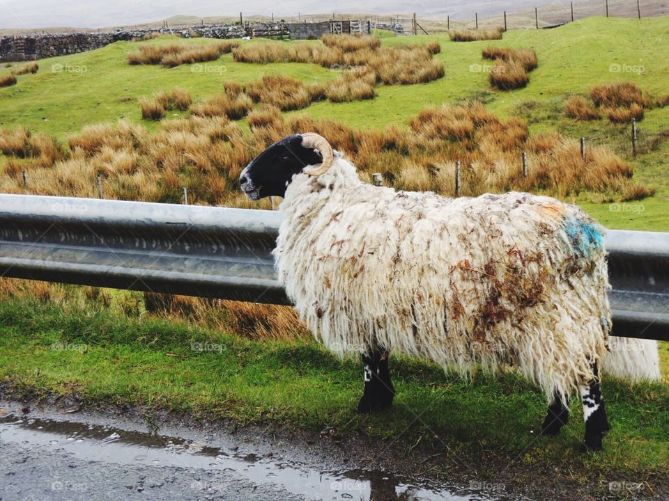 Welcome to Scotland, Sheep said (Nah)