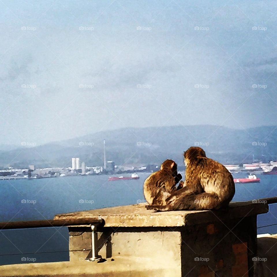 Monkeys in gibralter