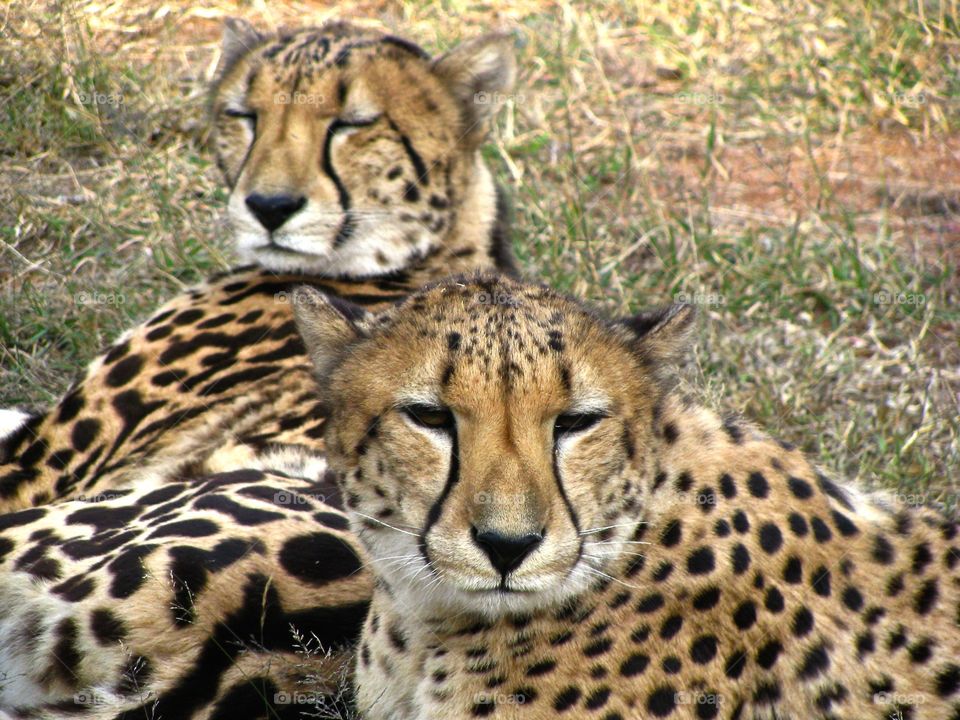 Lazy cheetahs