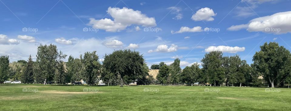 This beautiful landscape picture shows a field of dark green, lush grass, surrounded by tall dark green trees, with a splash of gold from wild grasses of the prairies, topped off with a partially cloudy blue sky, nothing like summer in the prairies.