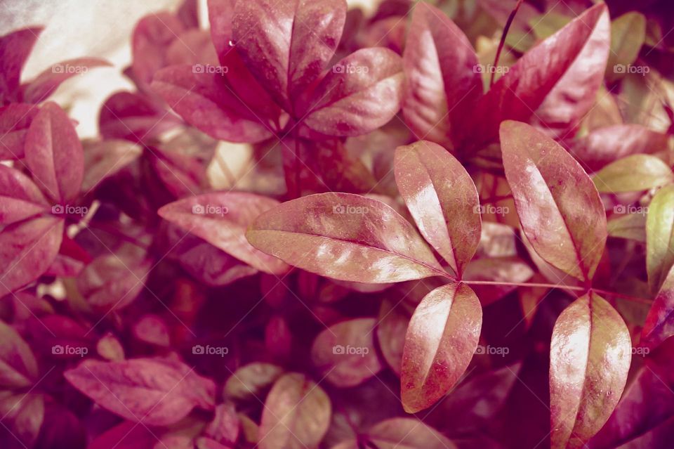 Close up of pretty pink tones of a landscape bush. 