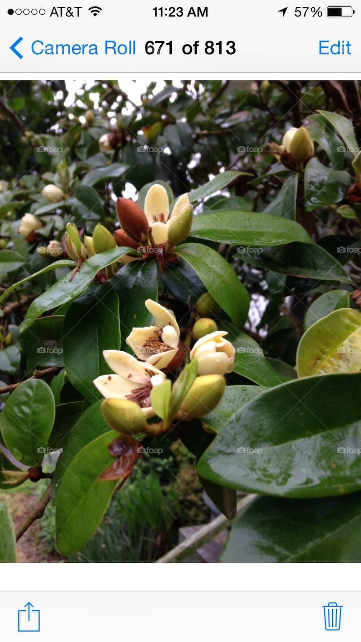 Fragrant Banana Shrub