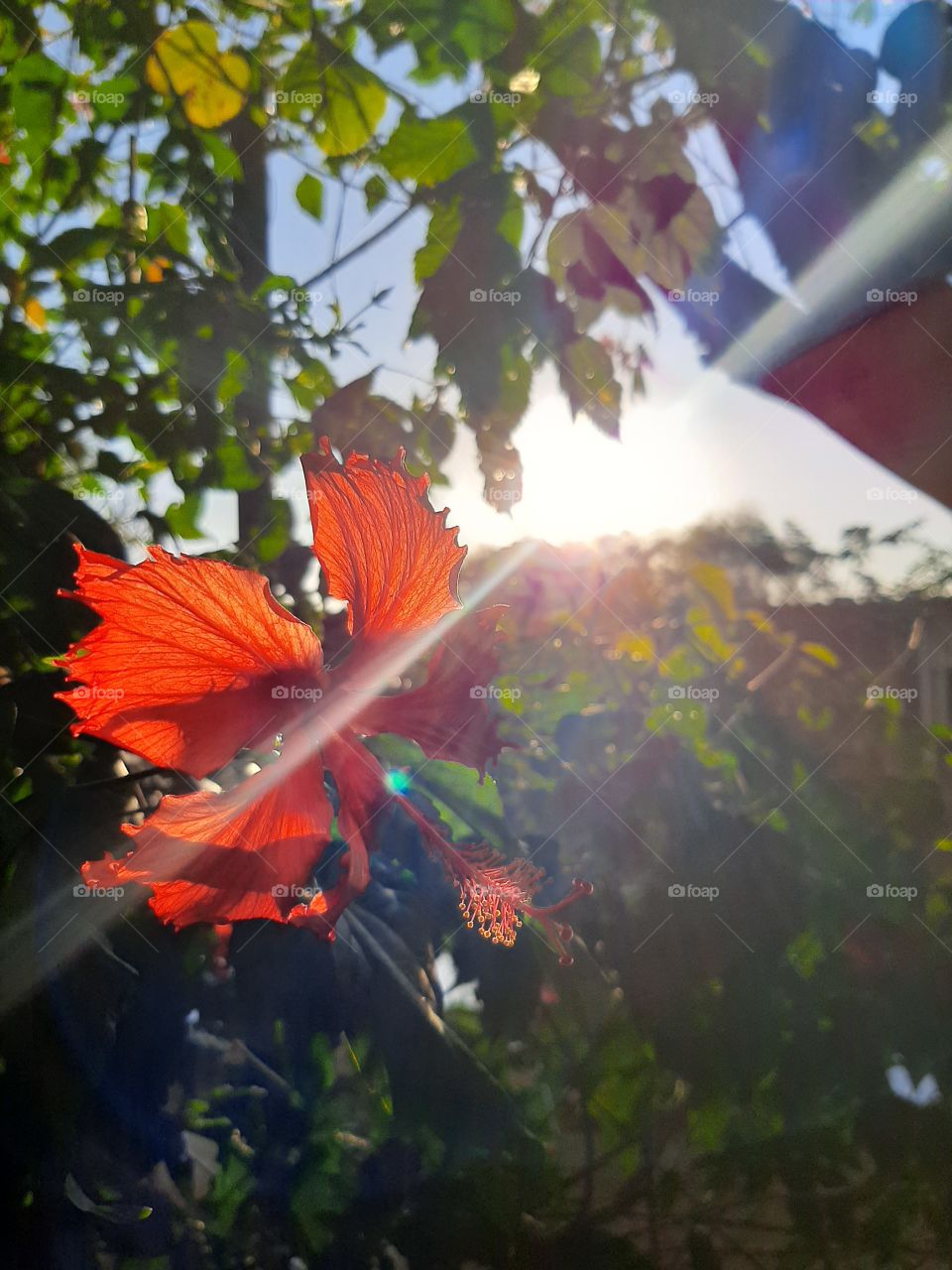 Pôr-do-sol refletindo a peculiaridade e beleza do Hibisco.