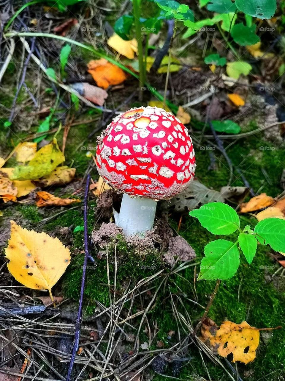 Color contrast.  Fly agaric.  Bright red fly agaric hat with white spots.  Beautiful contrast of red and white
