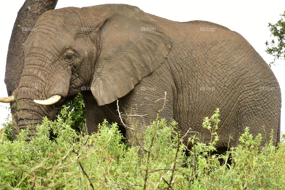 A Roaming African Elephant