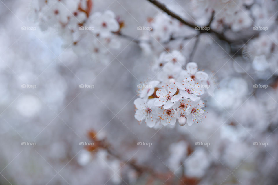 Close-up of white flowers