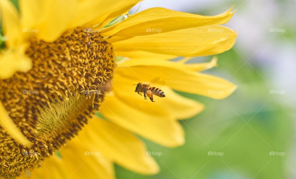 a bee flies to a sunflower