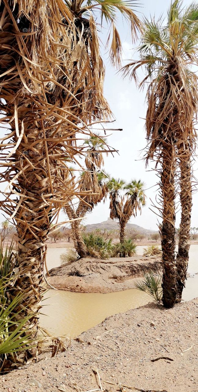 Dry desert nature when the strange summer rains come in their timing