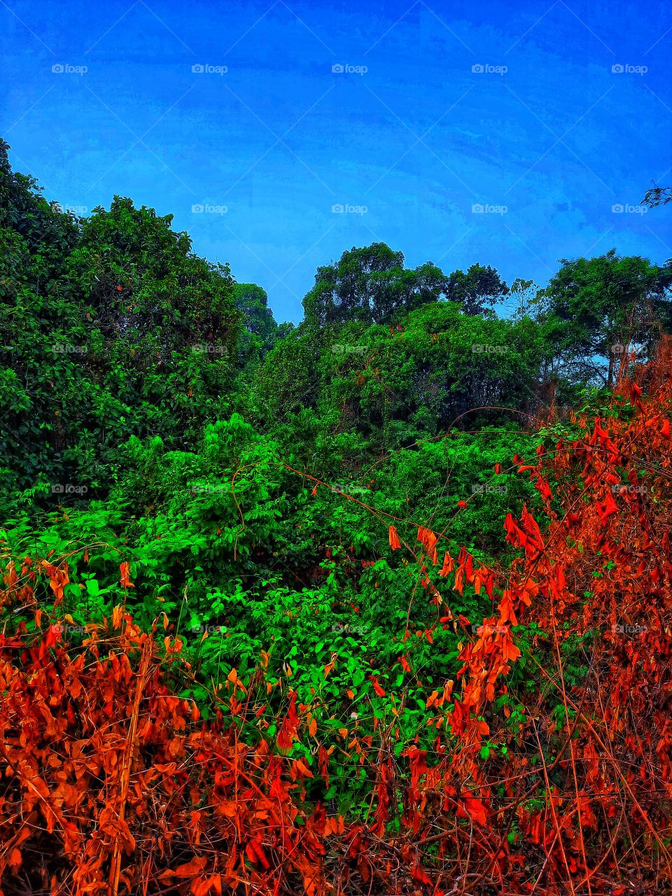 capture the magnificence