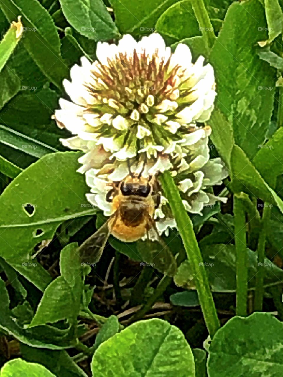 Honey bee working