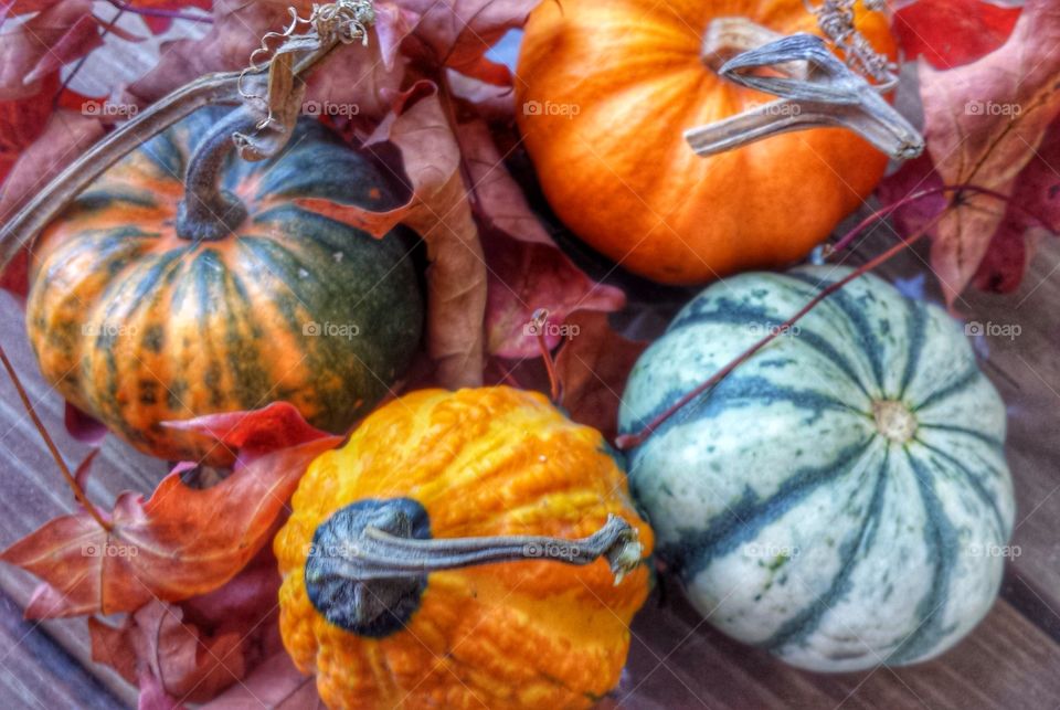 Little Pumpkin & Gourds