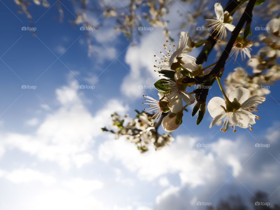 fruit tree blossom 