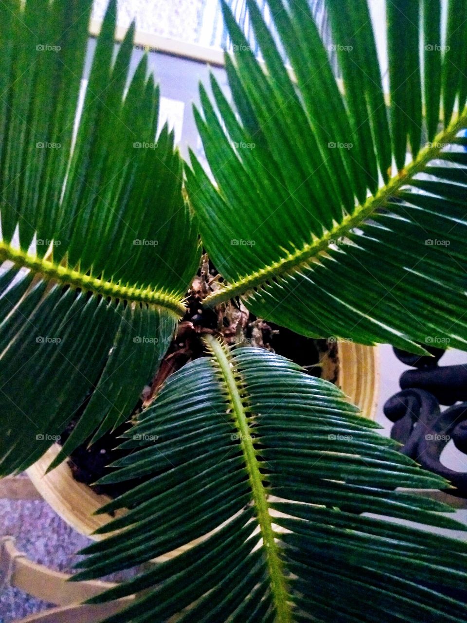 palm life