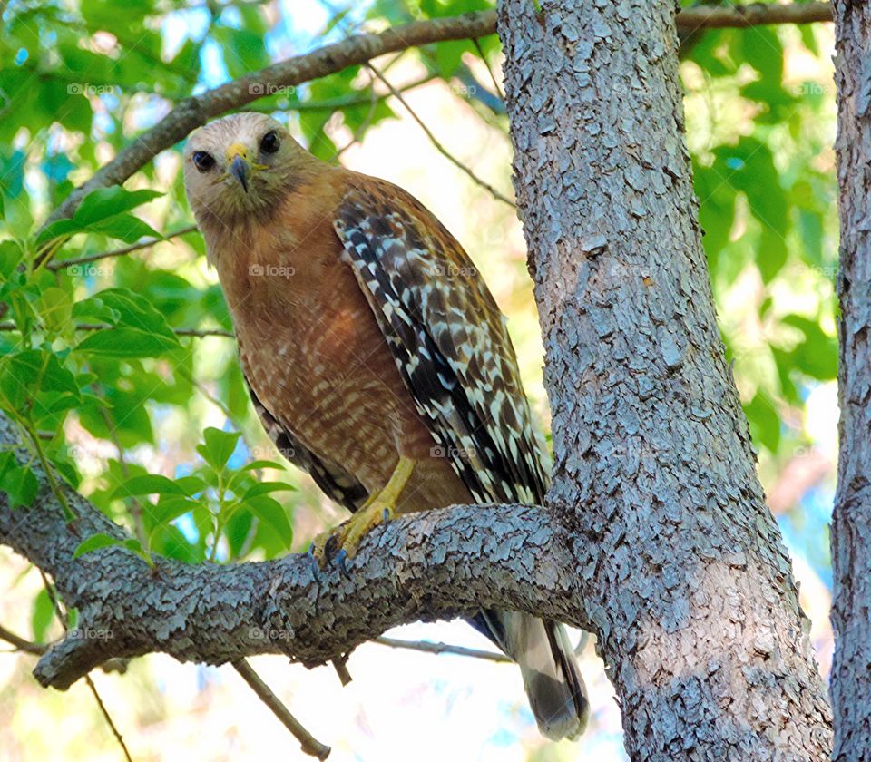 Red-Shouldered Hawk
