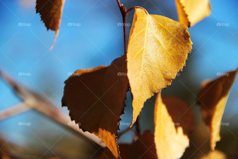 Yellow autumn leaves 