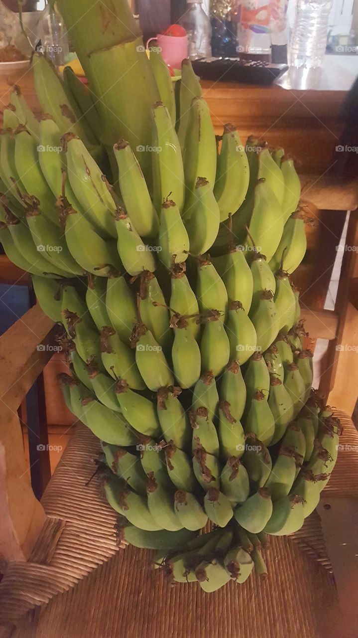 Fresh Bananas from the Trees