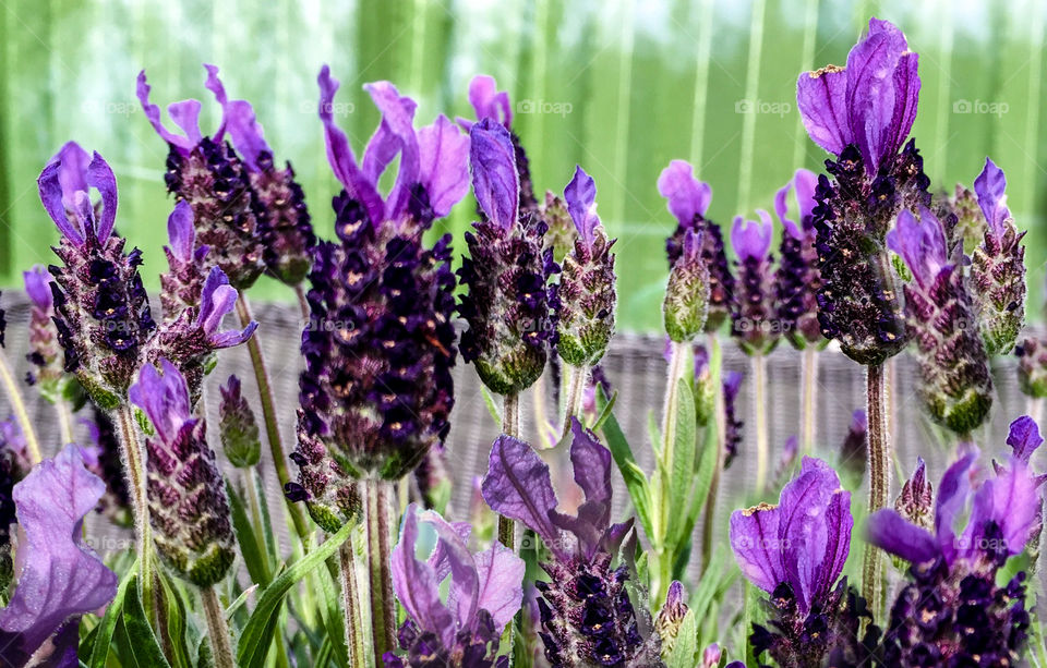 Lavender flowers. 