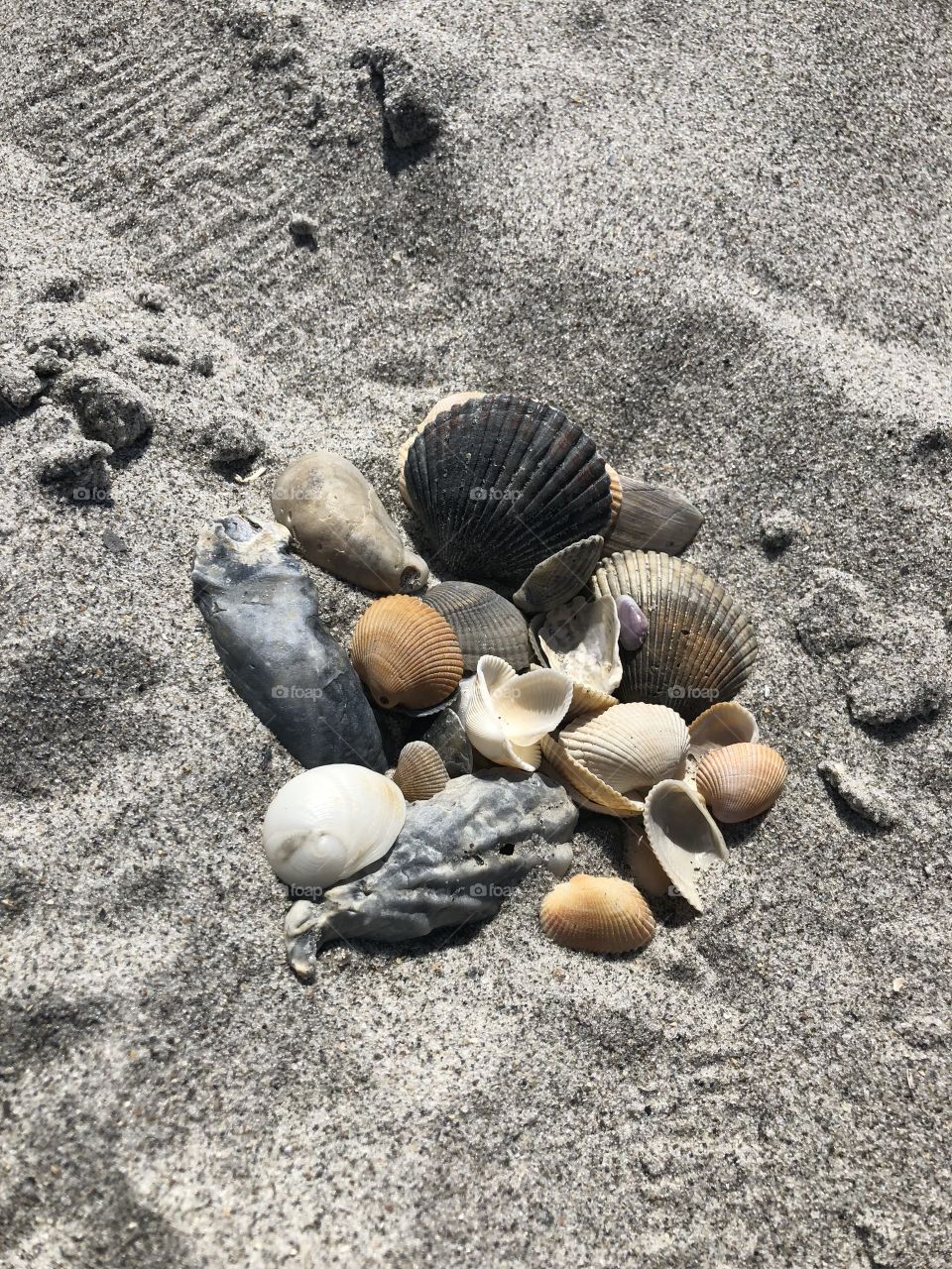 Beach sea shells