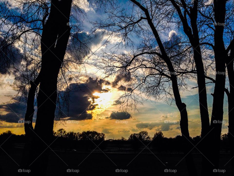 Tree sunset