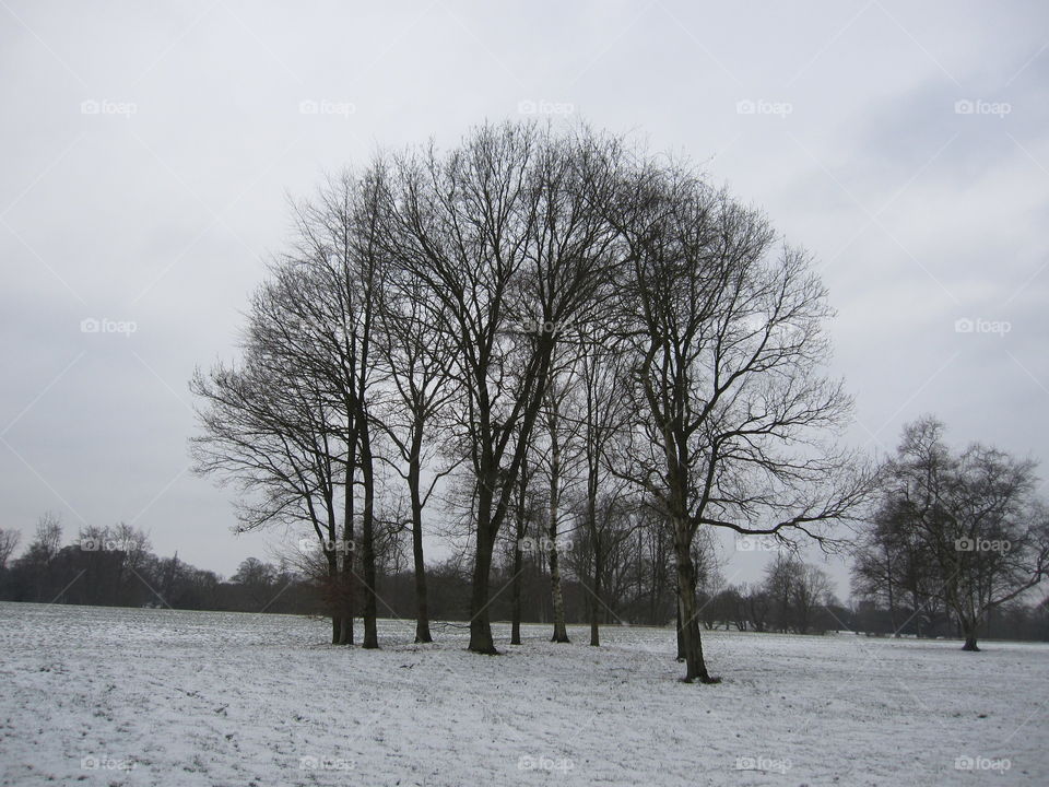 Trees In The Snow