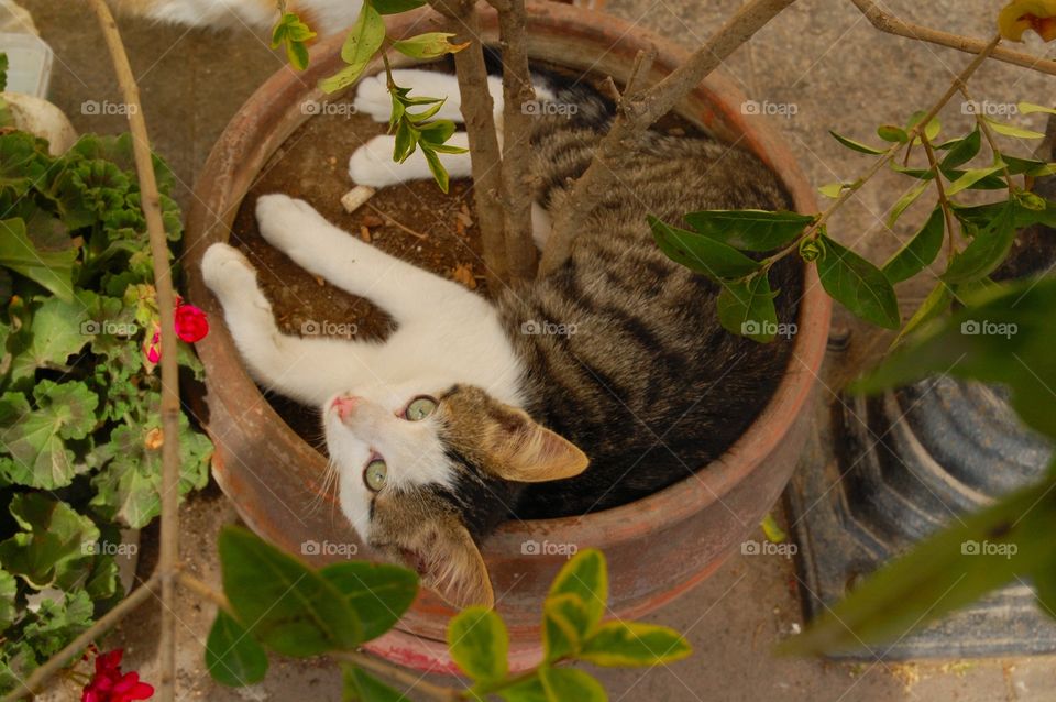 cat sleep in flower